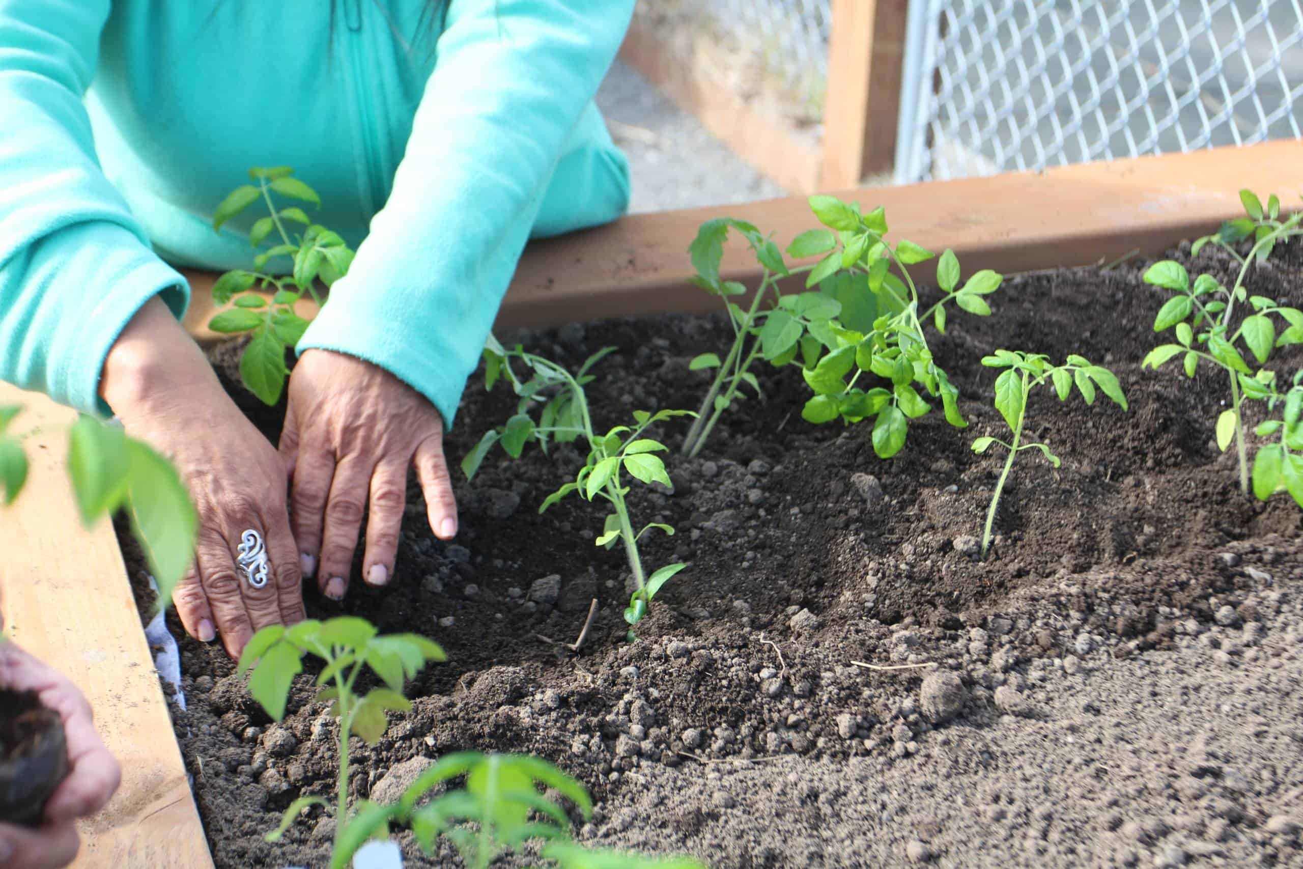 5 Steps To Get Your Garden Growing - Southcentral Foundation